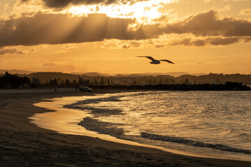Bird flying at the beach