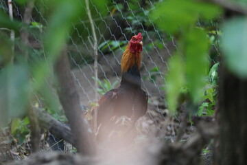 Beautiful rooster standing in chicken area 