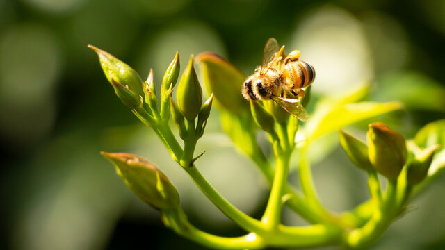 Honey bee collecting pollen at yellow burgeon. Bee flying over the yellow flower in blur background