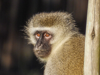 Portrait of a vervet monkey isolated
