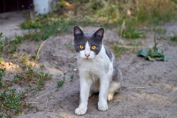 Portrait of black and white cat with yellow eyes.