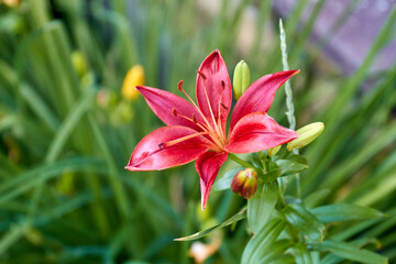 Close-up pink amaryllis flower growing in the garden outdoors.