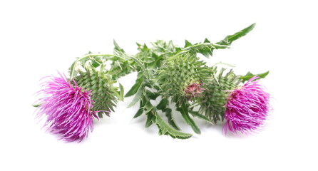 Fresh pink burdock flowers with stem and leaves isolated on white background