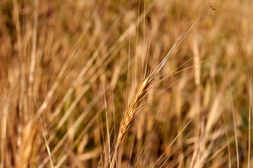Close-up dry brown organic wheat spiklets grains.