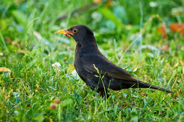 Common blackbird with worms in his beak (Turdus merula). Bird feeding