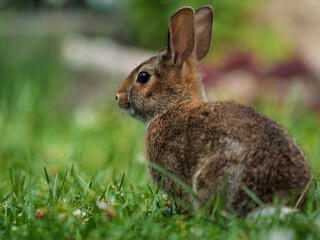 Naklejka na ściany i meble Eastern cottontail rabbit on a suburban lawn.