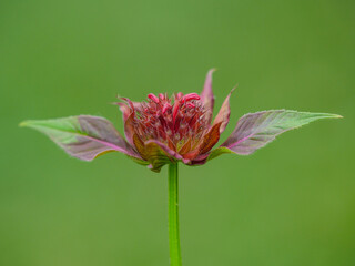 Red Monarda, also known as bee balm, beginning to flower in our garden.