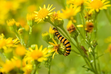 Jakobskrautbär
Raupe