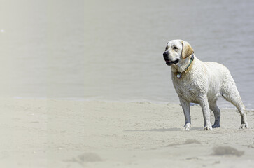 Background with Dog