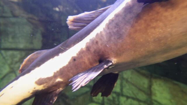 Close up shot of Wels catfish swimming in an aquarium