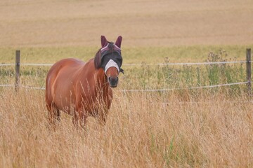 braunes Pferd mit Fliegenmaske auf der Weide