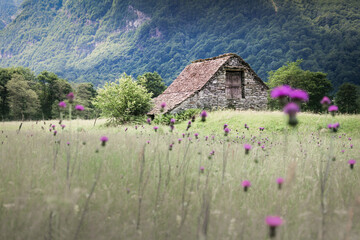 Sommer im Verzascatal II