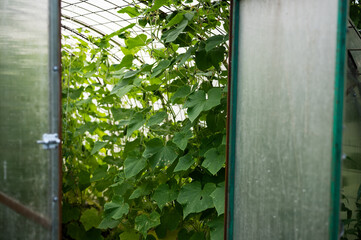 Hothouse with cucumbers plant