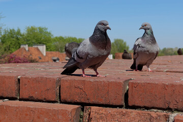 Obraz premium Gray pigeons sitting on a red brick wall. Feral pigeons (Columba livia domestica), also called: city doves, city pigeons, street pigeons