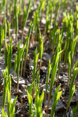 Close-up of green leaves of lily of the valley Convallaria majalis in the spring forest.