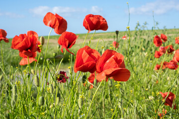 beautiful poppies on the edge of the field, bee-friendly agriculture in Mecklenburg Western Pomerania. Natural wildflower meadow.