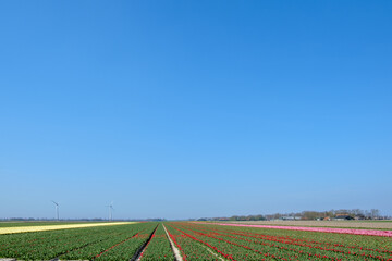 Tulip fields,  Noordoostpolder, Flevoland Province, The Netherlands
