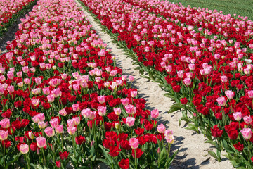 Tulip fields,  Noordoostpolder, Flevoland Province, The Netherlands