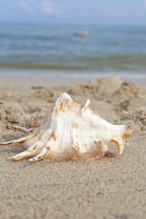 Seashells on a tropical seashore lying on the golden sand under the hot summer sun with copyspace. Sea shell conch on sand beach with blur image of blue sea and blue sky background. for travel summer 