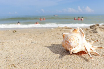 Fototapeta na wymiar Seashells on a tropical seashore lying on the golden sand under the hot summer sun with copyspace. Sea shell conch on sand beach with blur image of blue sea and blue sky background. for travel summer 