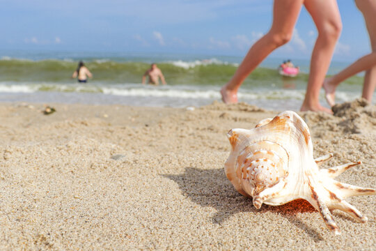 Seashells on a tropical seashore lying on the golden sand under the hot summer sun with copyspace. Sea shell conch on sand beach with blur image of blue sea and blue sky background. for travel summer 