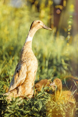 Indian Runner Duck, female with their ducklings hiding in tall grass.
