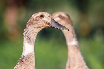 Portrait of two brown ducks are looking in front of each other