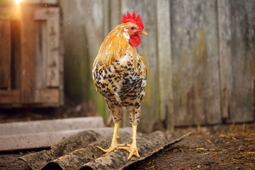 The rooster is waiting for his hens near the roost in the evening