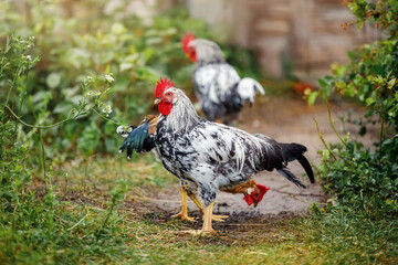 Two black and white colour young roosters in a rural yard