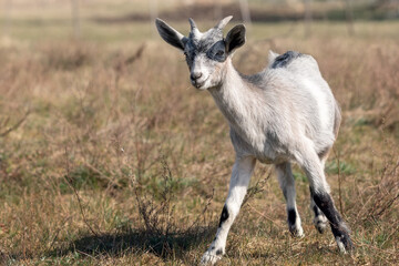 Curious Goatling on the field, summer portrait