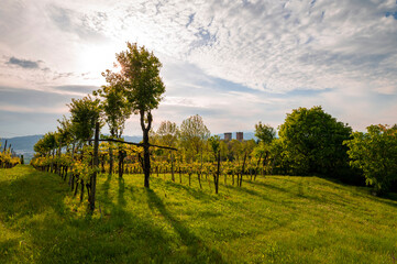 Panorama of the vineyard rows of the castles of Romeo and Juliet in the province of Vicenza in Montecchio Maggiore.Blue sky clouds at sunset over the Venetian countryside, Vicenza Veneto Italy Europe.