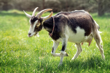 Goat in a green meadow is running from an insect attack