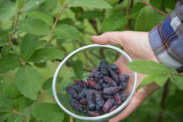 A woman's hand holds a plate with honeysuckle berries on the background of a bush after the rain....