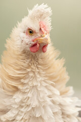 Portrait of cute looking white tufted hen. Shallow DOF.