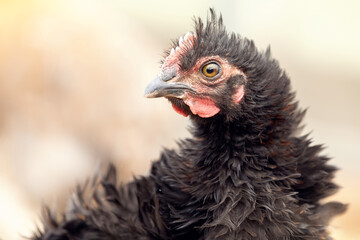 Angry black hen with beautiful wavy feathers, side view