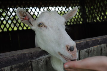 A frontal close up shot of an eye of a white goat. White goat.