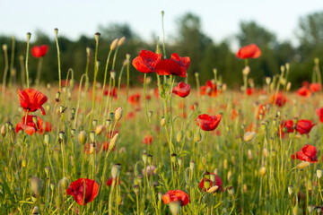 Fototapeta na wymiar Red poppies in a field