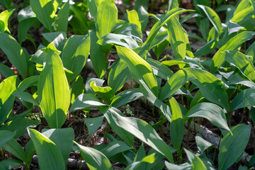 Close-up of green leaves of lily of the valley Convallaria majalis in the spring forest.
