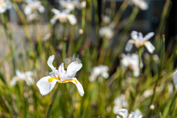 Wild iris blooming in New Zealand
