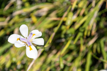 Wild iris blooming in New Zealand