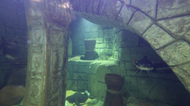 Close up shot of Wels catfish swimming in an aquarium