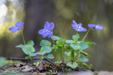 Anemone hepatica common liverwort kidneywort flowers in bloom.
