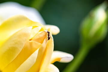 Ant walking on the yellow petals of a rose in spring
