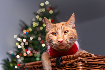 Cute ginger cat in xmas jumper