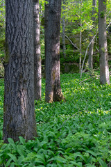 Close-up of green leaves of lily of the valley Convallaria majalis in the spring forest.