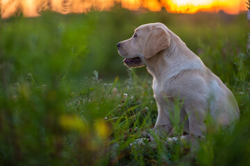 little labrador dog playing in the grass at sunset