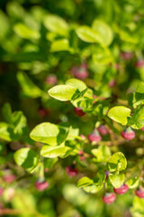 Green branch on a bush of blueberries with blooming flowers.