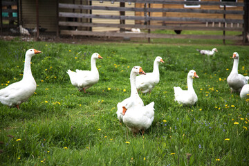 White geese grazing in the farmyard. The concept of farming