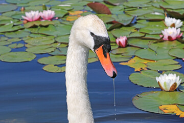 Swan eating water weed on a lake