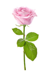 Single Pink rose on a white background